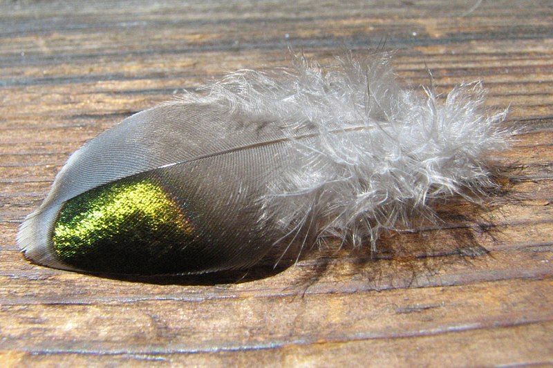 File:Bronzewing-pigeon-feather.jpg