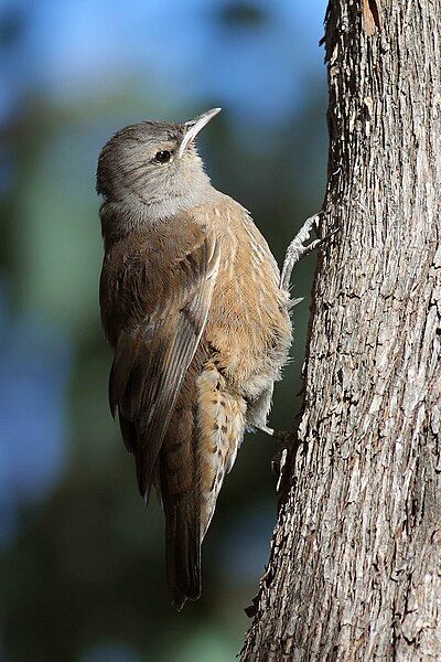 File:Brown Treecreeper.jpg