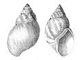 Bulimulus alternatus mariae, a species of snail, the type genus of the Bulimulidae from Binney, 1878.