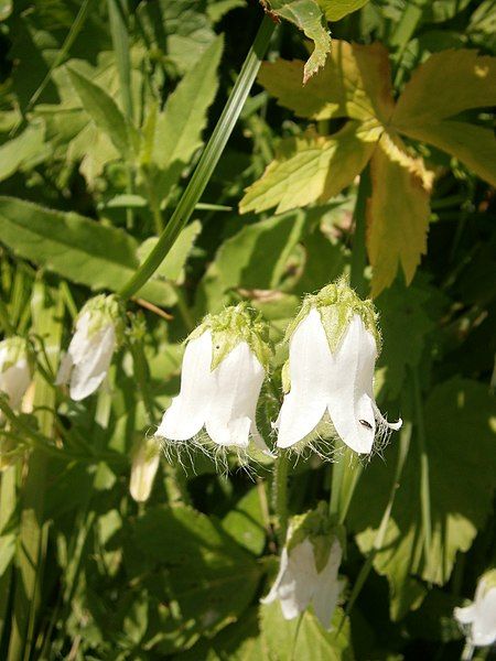 File:Campanula barbata white.JPG