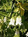 Campanula barbata white