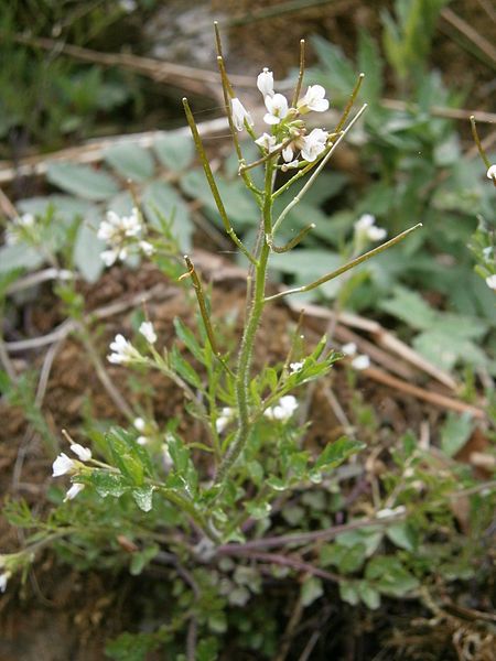 File:Cardamine flexuosa 005.JPG