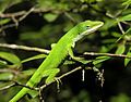 Anole lizard