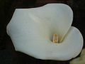 Zantedeschia aethiopica