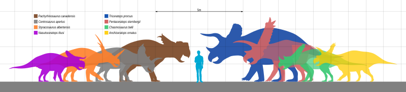 File:Ceratopsidae Scale V2.svg