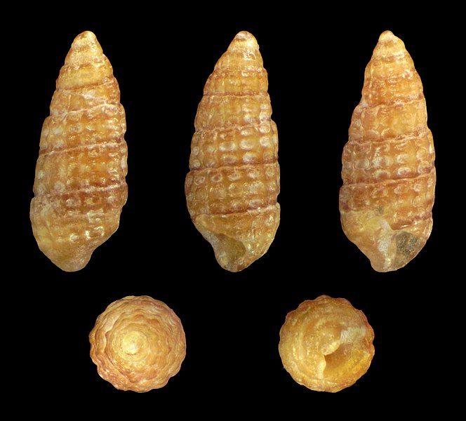 File:Cerithiopsis minima 01.jpg