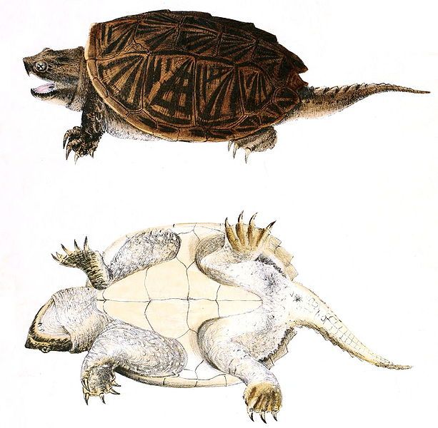 File:Chelydra serpentinaHolbrookV1P23A.jpg