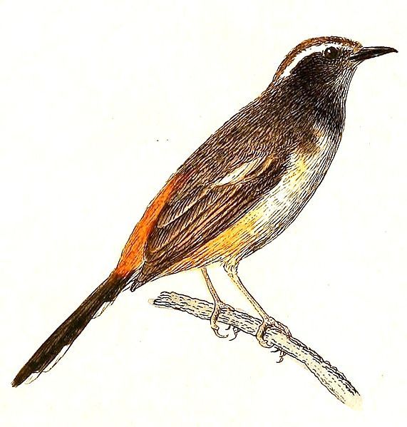 File:Copsychus luzoniensis 1832.jpg