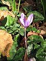 Crocus ligusticus among cyclamens