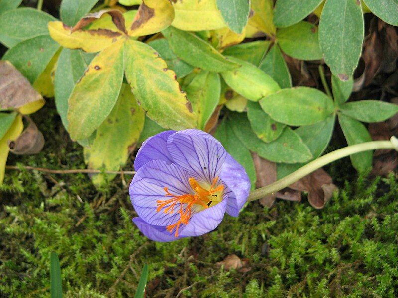 File:Crocus speciosusRHu3.jpg