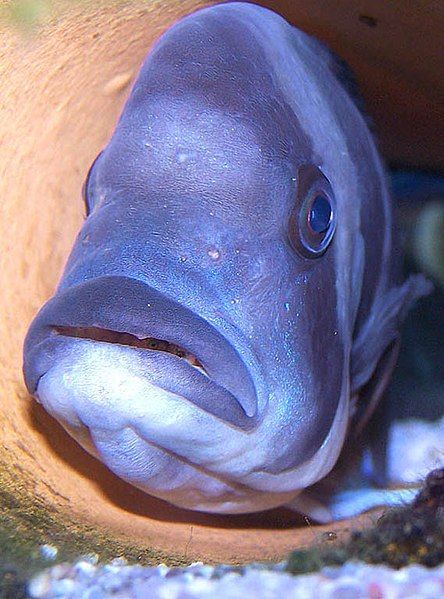 File:Cyphotilapia frontosa mouthbrooding.jpg