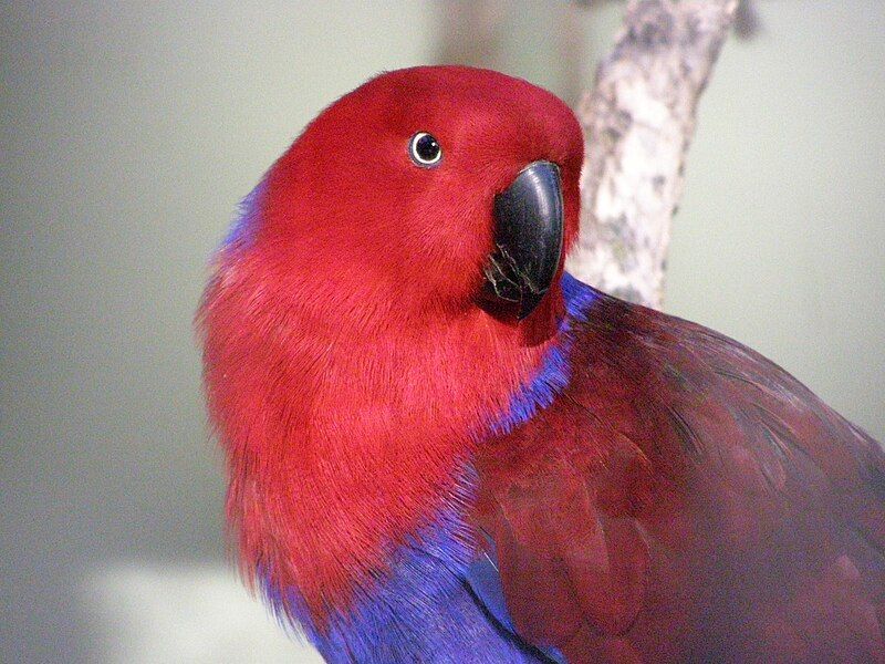 File:Eclectus Parrot.jpg