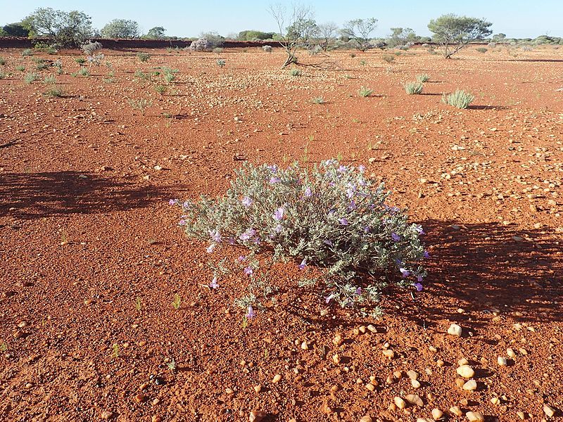 File:Eremophila demissa (habit).jpg