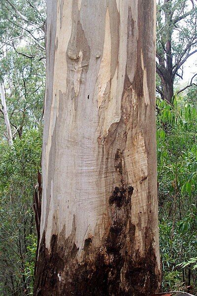 File:Eucalyptus cypellocarpa Deua.jpg