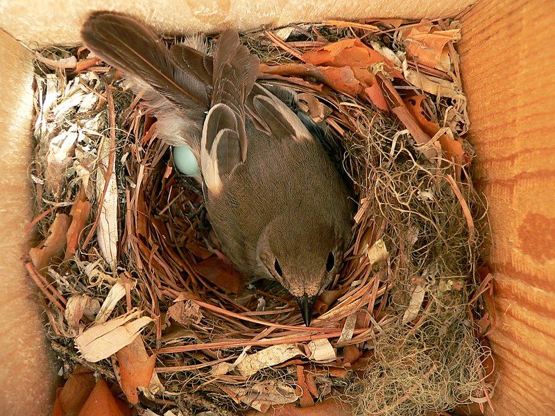 File:Ficedula hypoleuca-female.jpg