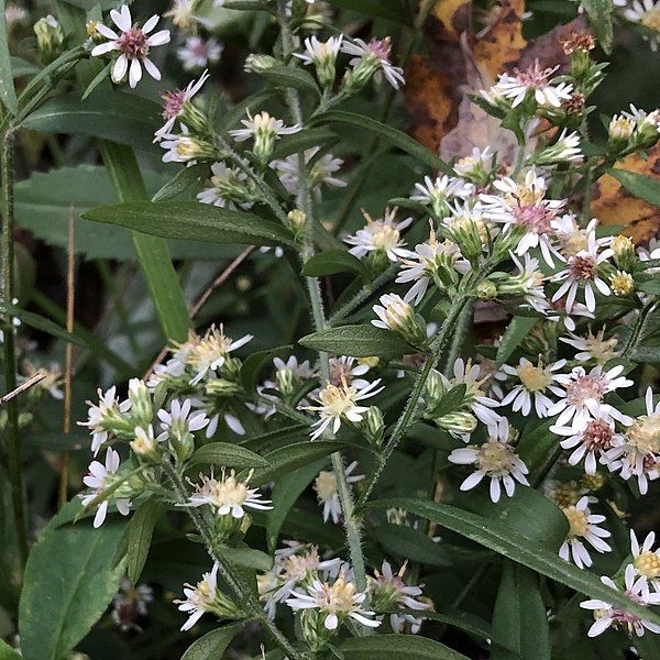 File:Flowering calico aster.jpg