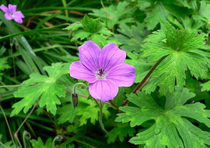 File:Geranium swatense 1.jpg