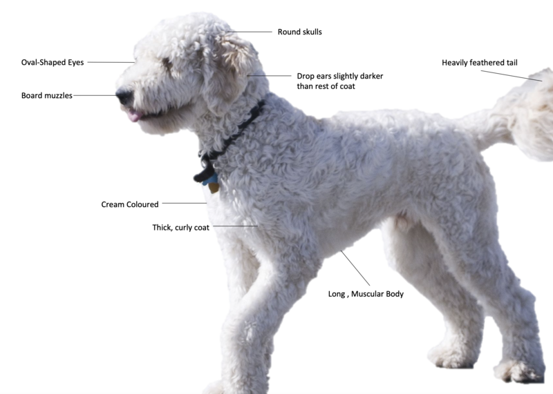 File:Goldendoodle Appearance Sescription.png