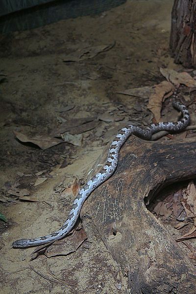 File:Gray Ratsnake 25.jpg