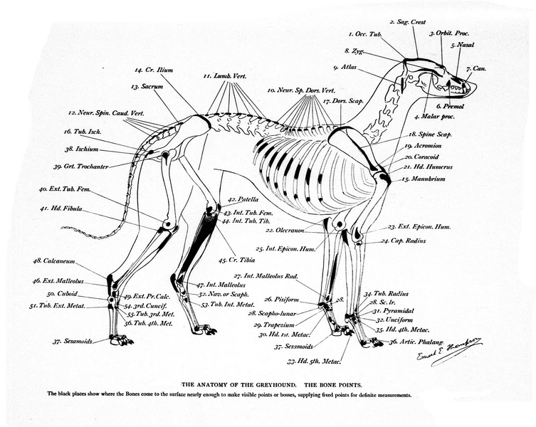 File:Greyhound bones Seton.png