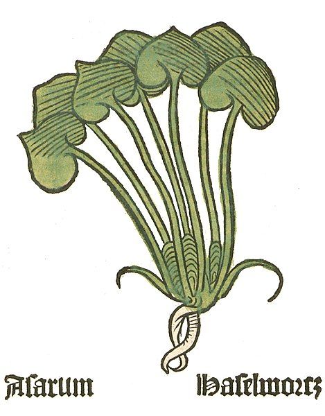 File:Herbarius Asarum.jpg