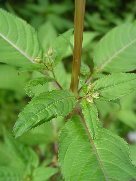 File:Impatiens Glandulifera, leaves.jpg