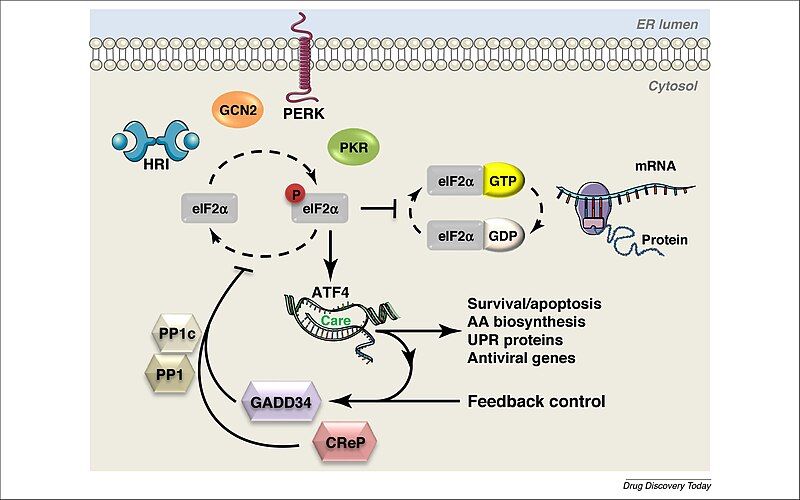 File:Integrated Stress Response.jpg