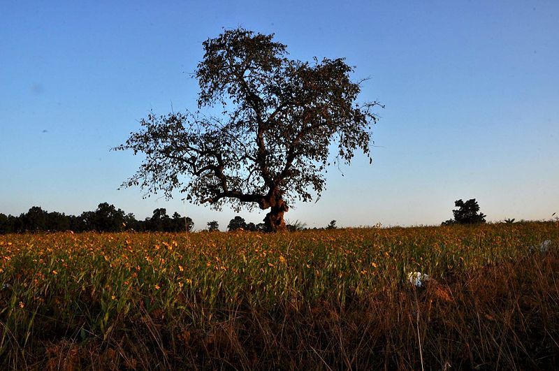 File:Jharkhand landscape.jpg