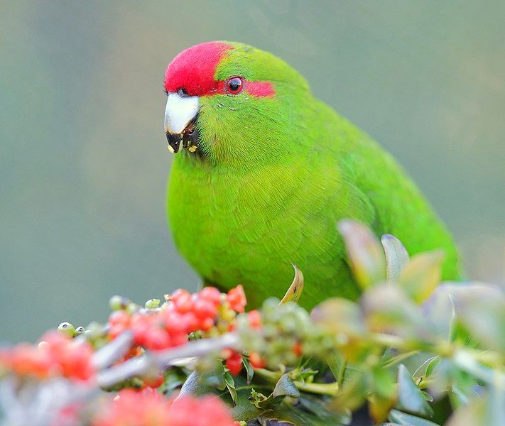 File:Kakariki eating berries.jpg