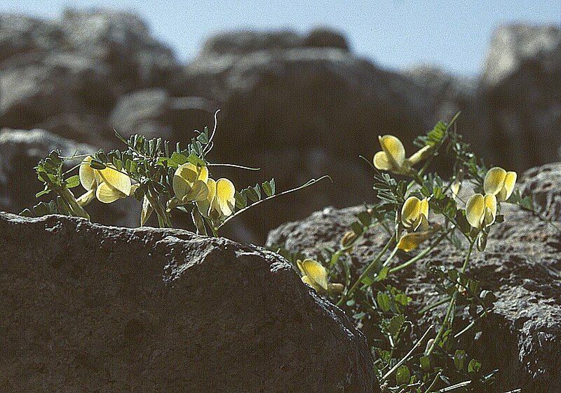 File:Kr Vicia Hybrida.jpg