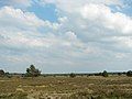 Clay heath south of Niederhaverbeck