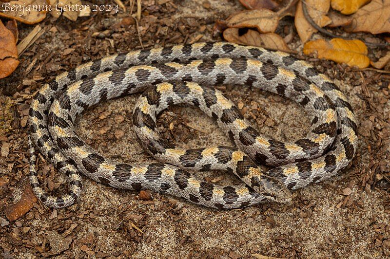 File:Lampropeltis extenuata2024.jpg