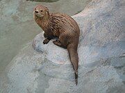 Brown mustelid on rock