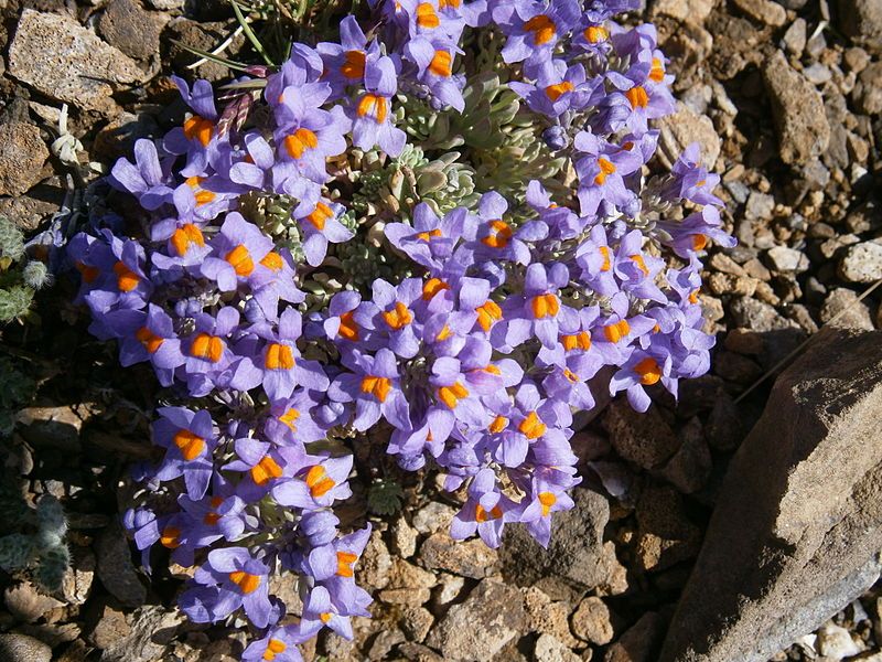 File:Linaria alpina 001.jpg