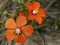 Flaxleaf Pimpernel (Anagallis monelli)