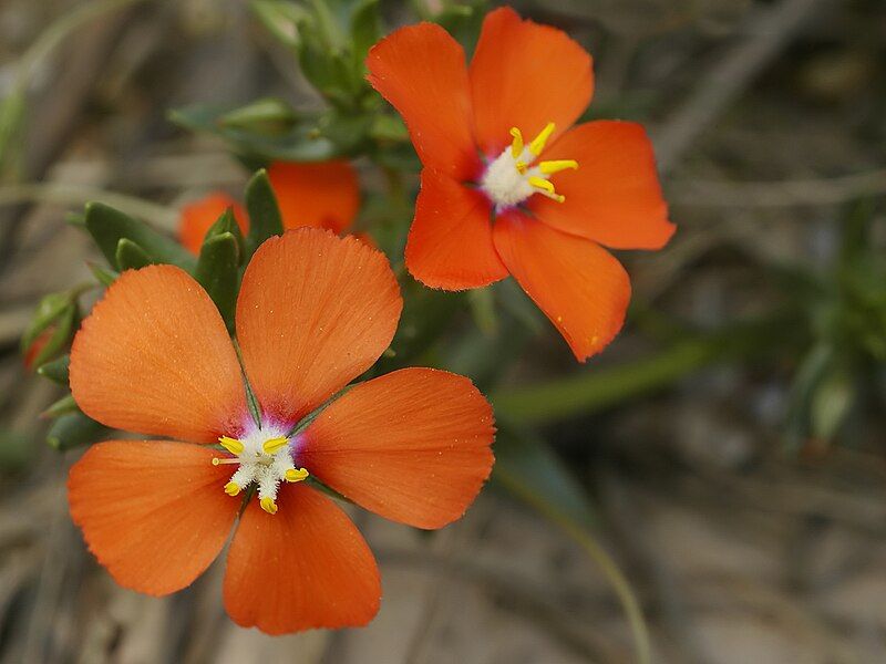 File:Lysimachia monelli (flowers).jpg