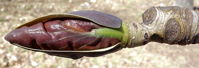 File:Magnolia officinalis bud.jpg