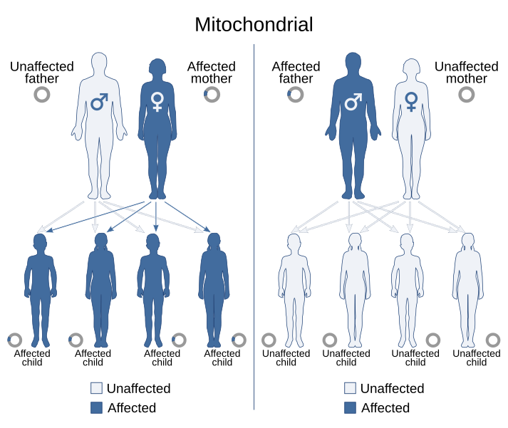 File:Mitochondrial inheritance.svg