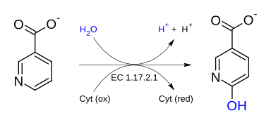 File:Nicotinate dehydrogenase (cytochrome).svg