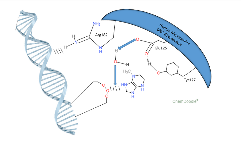 File:Nucleotide Release (2).png