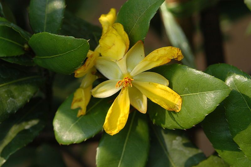 File:Ochna kirkii1.jpg