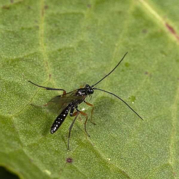 File:Parasitoid wasp (51207217381).jpg