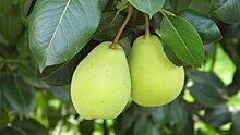 picture of pears