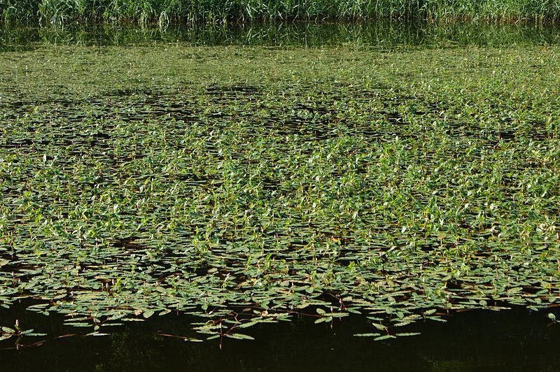 File:Persicaria amphibia kz3.jpg