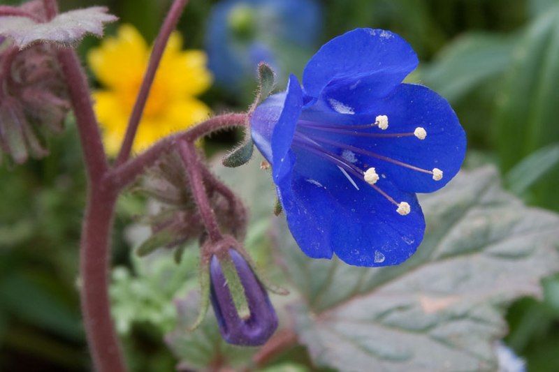 File:Phacelia nashiana.jpg