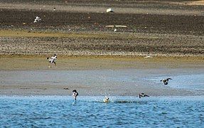 A composite image showing the fishing - from hovering to dive