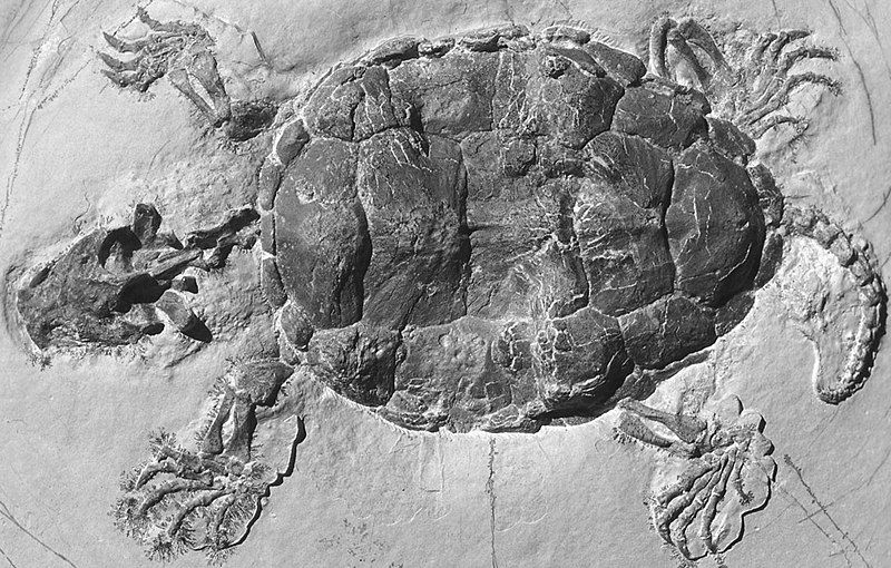 File:Platychelys (cropped).jpg