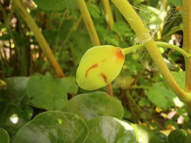 File:Podophyllum hexandrum fruit.jpg