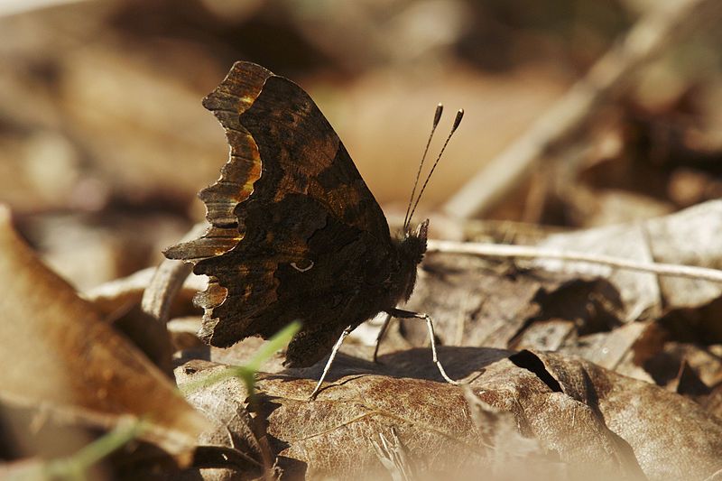 File:Polygonia c-album LC0238.jpg