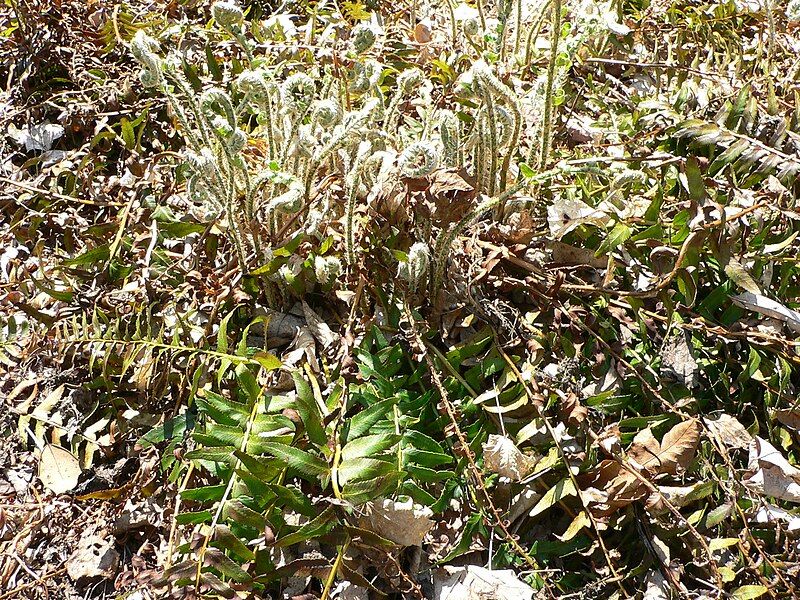 File:Polystichum acrostichoides 1.jpg